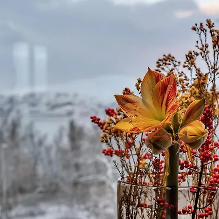 Aurora View فيلة *